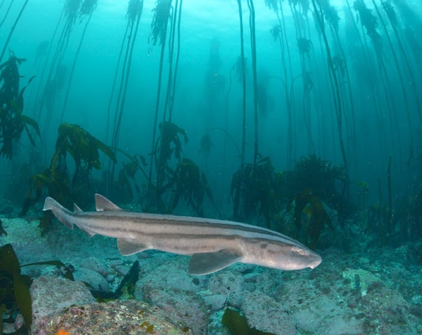 requins pyjama sur un fond de sable, mer dans les couleurs bleues vertes, des grandes algues au fond