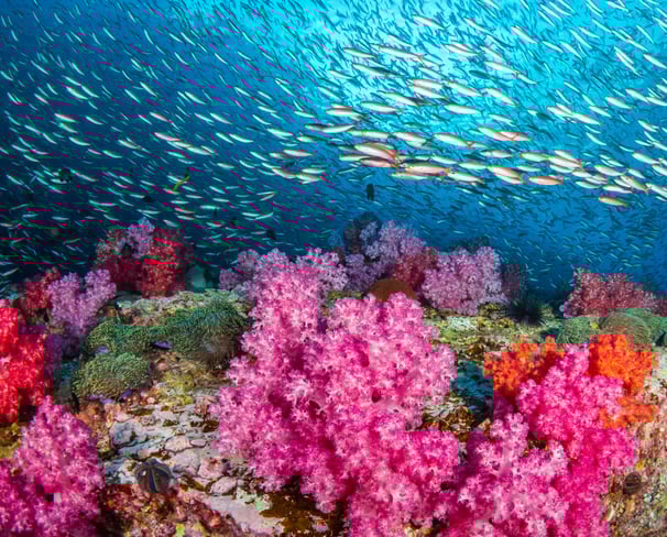 a school of fish swimming in the ocean
