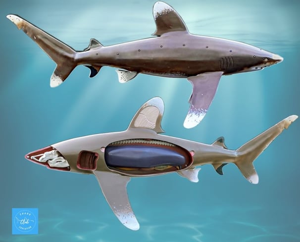 vue-cote-anatomie-requin