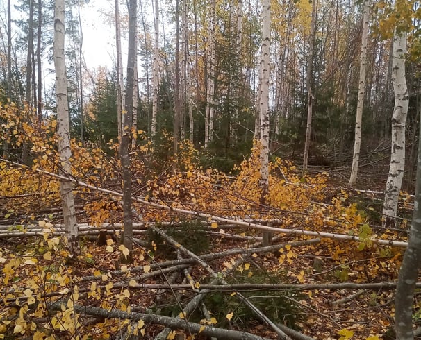 ennakkoraivaus varkaus leppävirta
