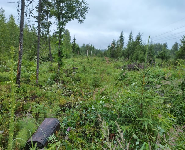 taimikonhoito leppävirta varkaus