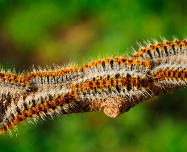 chenille processionnaire chenille processionnaire chenille processionnaire chenille processionnaire