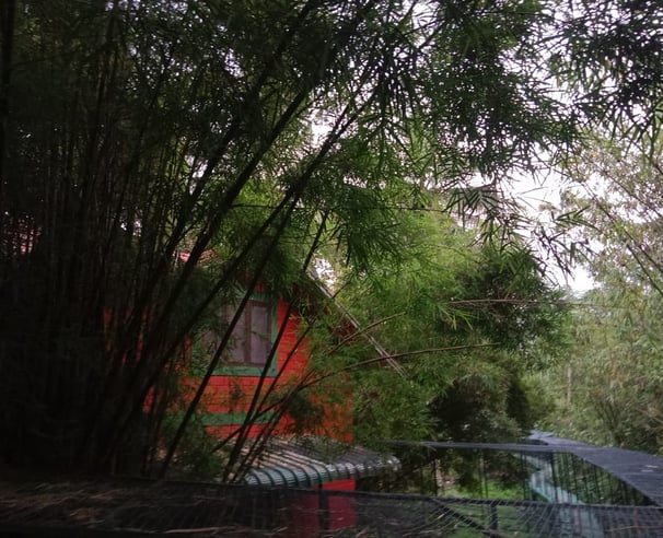 Bamboo Planet