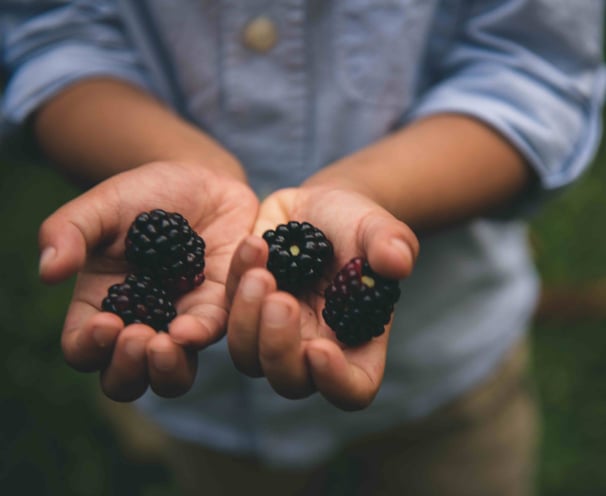 A young child holding blackberries in their hands picked from the family garden. 