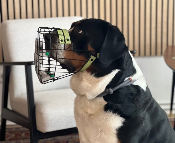 Hund mit Maulkorb und Fressschutz