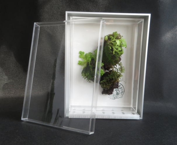 A terrarium with floating islands moss plants.