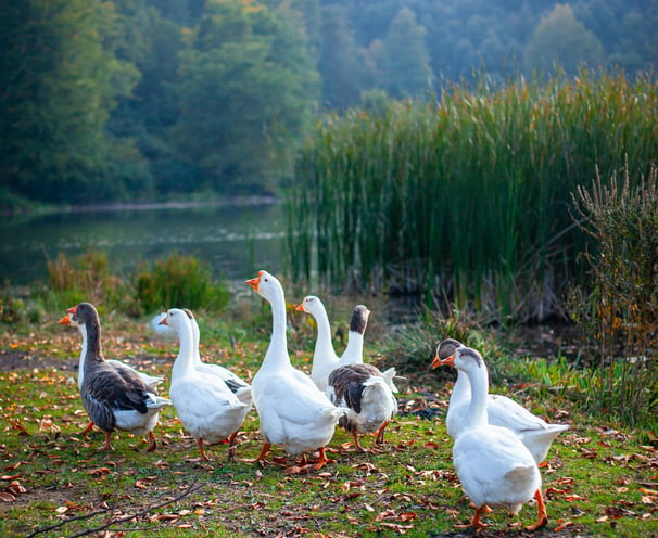 a group of ducks walking near a lake