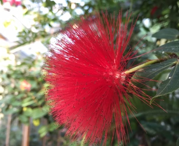 a red flower with a green leafy tree in the background