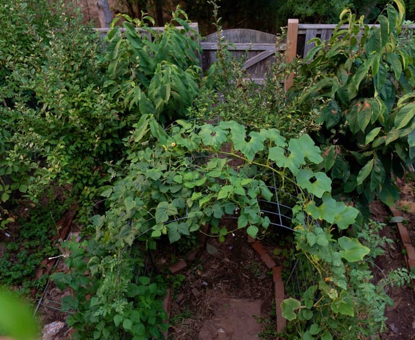 Bountiful backyard garden with a trellis, fruit trees, and mroe. 