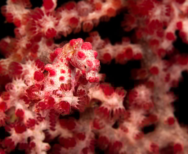a close up of a red coral reef and pygmy seahorse