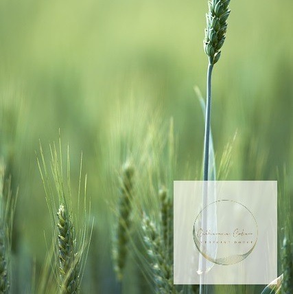 blé dans un champ de blé vert et doux, medecine naturelle, nourriture, récolte, semences