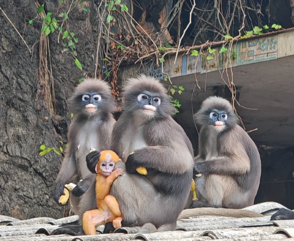 Les langurs, singes à lunettes, Chumphon