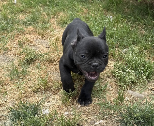 a black dog is standing in the grass