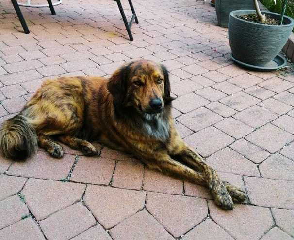 Hund Johnny