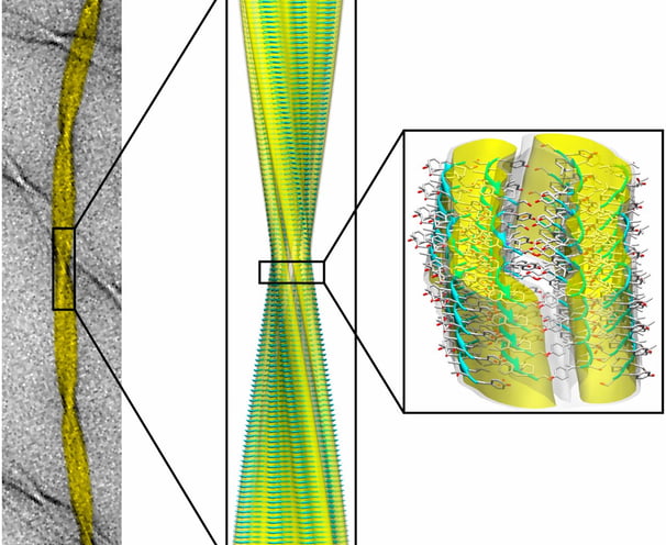 Molecular structure of an amyloid-type fibre