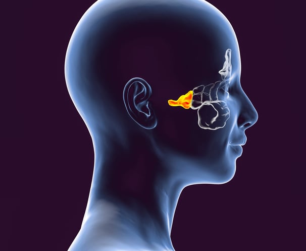 Illustration of the human head with the sphenoid sinuses highlighted in yellow