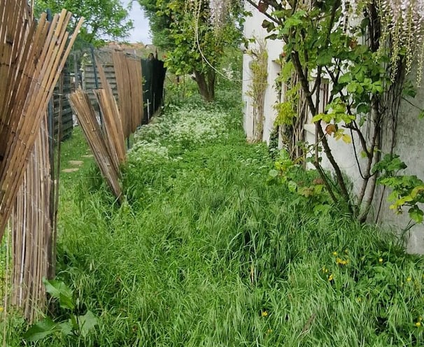 Allée de jardin envahie par la végétation