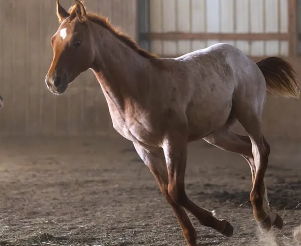 a red roan horse