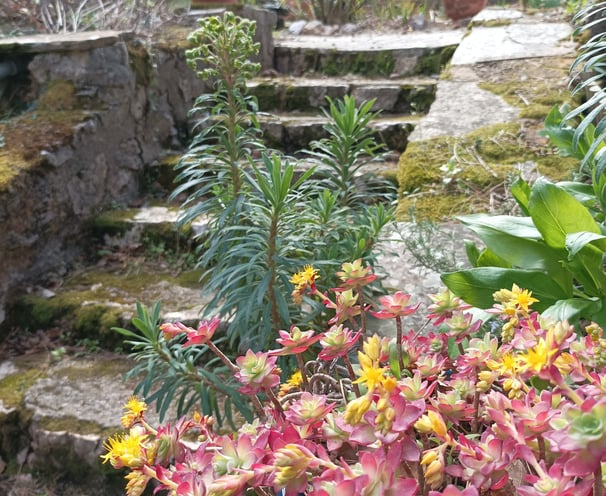 creeping ground cover sedum 