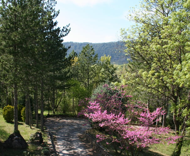 The judas tree in blossom