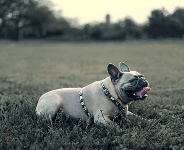 Dog photography, Montreal, photographer, Lotfi Belaidi, animal photographer