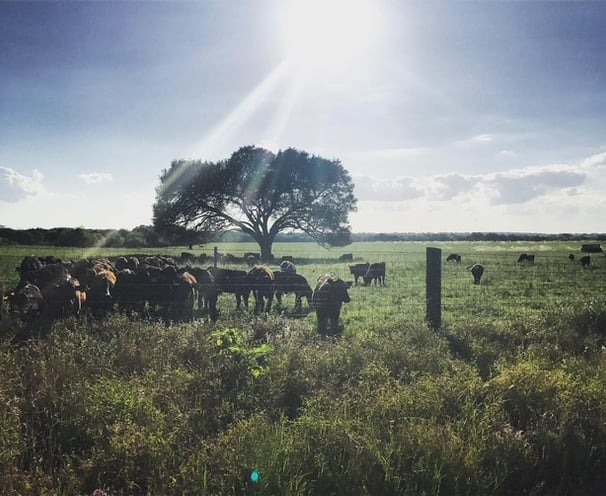 beef tallow all-natural skincare products