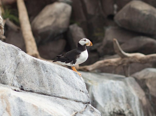 puffin