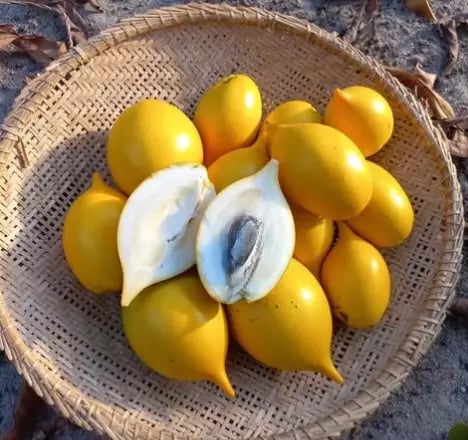 Plantio de Abio (culturas em desuso)