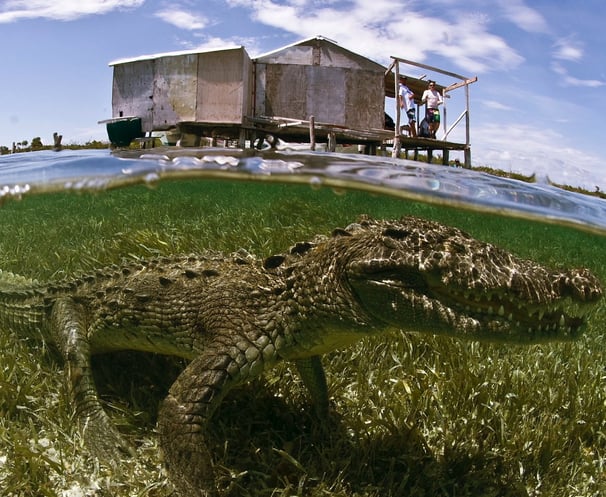American Crocodile in the shallow water of Banco Chincurro