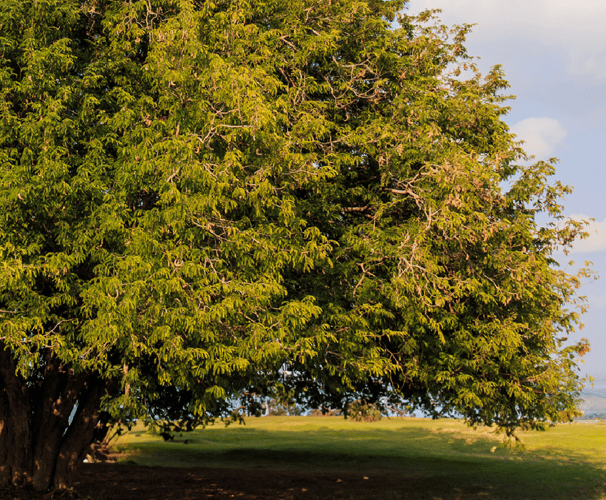 Imli tree at Karamchand greens