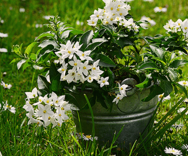 A Perfumed Garden  - SPRING FLOWERS