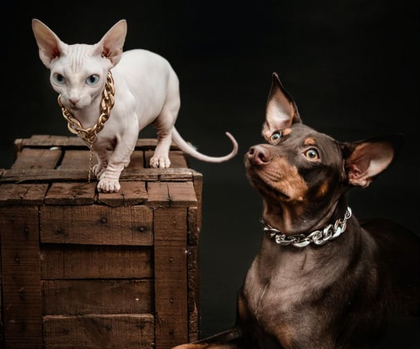 perdida de mascotas