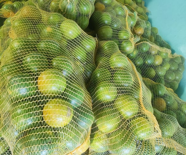 Belas laranjas ensacadas em sacos de linha amarela. Mostrando organização e qualidade!