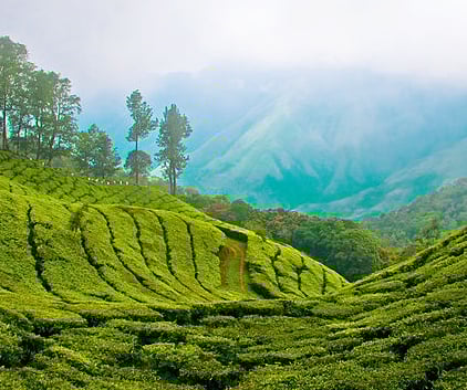 Tea estate - Munnar tour package