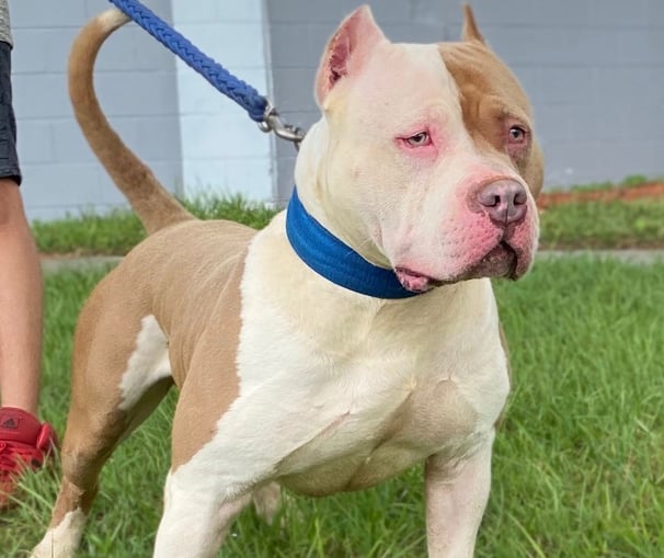 XL PITBULLS, XL AMERICAN BULLIES, TITANIUM KILO KENNELS