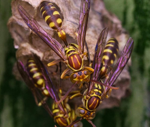 nid de guêpes charpentières