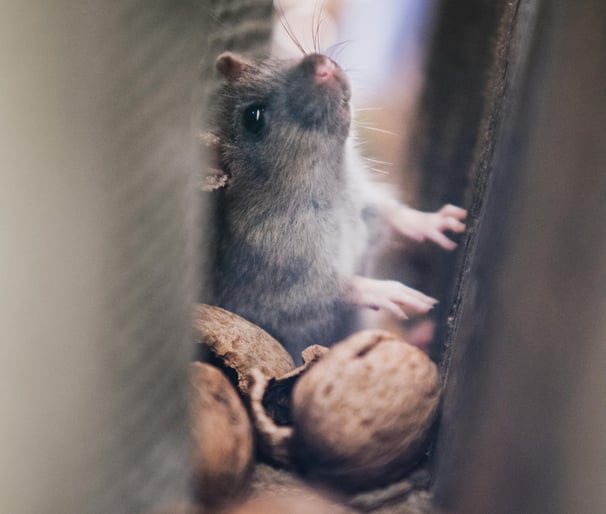 rat noir