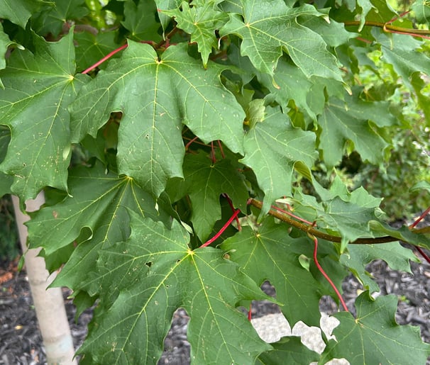 Inferno Sugar Maple tree in the summer