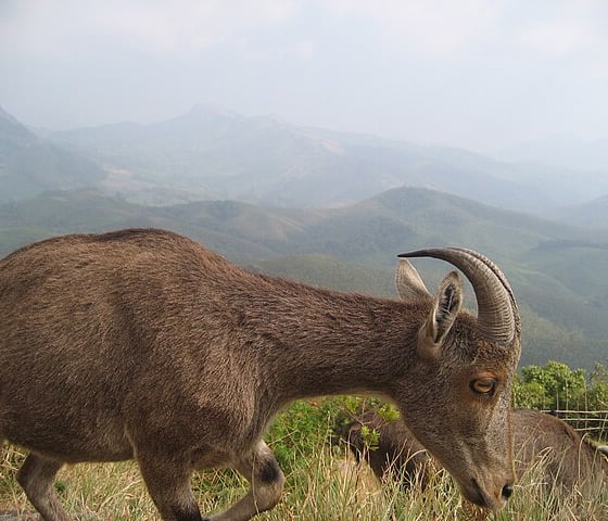 Eravikulam  - Munnar tour package