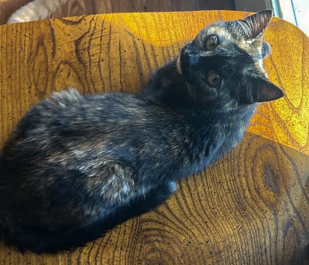 a tortoiseshell cat in a chair