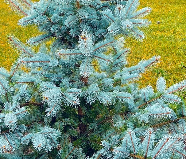 Baby Blue Eyes Spruce 10 gallon tree