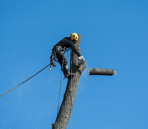 Tree Removal