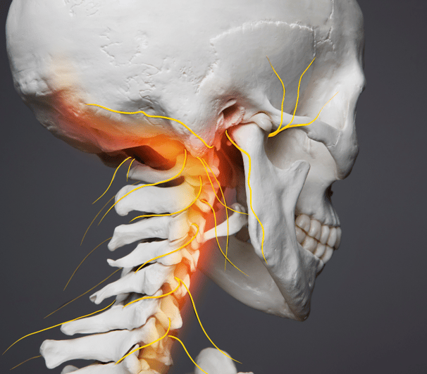 a human head with the neck and neck highlighted - skeleton with nerves