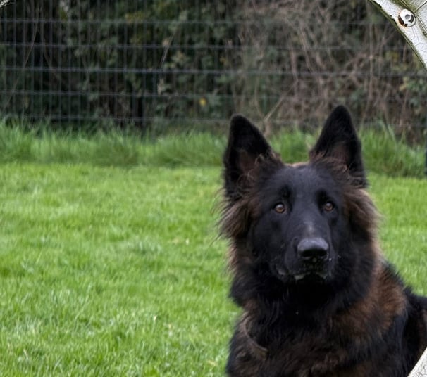 chien, herbe