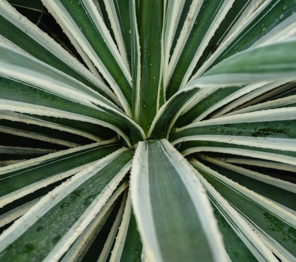 Agave angustifolia Variegata plant