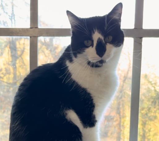 a black and white cat sitting on a window sill