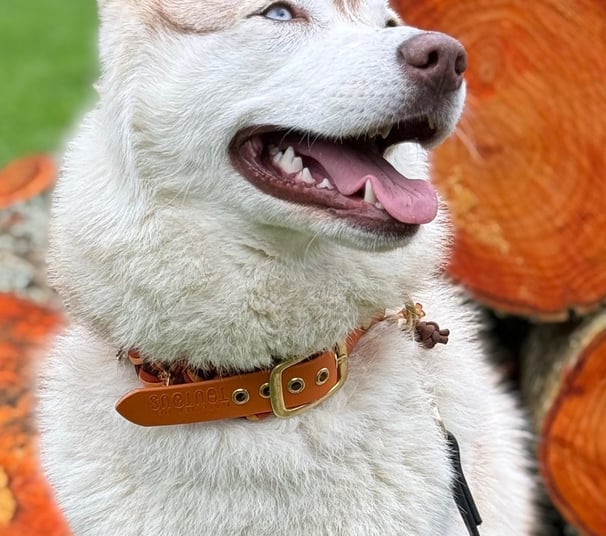 chien, herbe, bois, husky