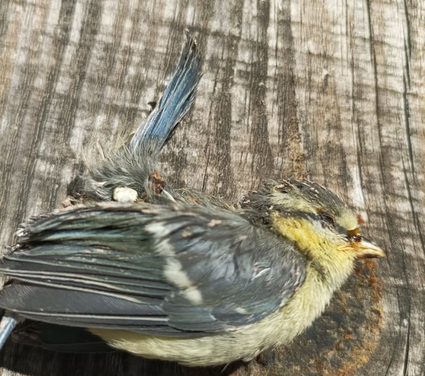 A casualty fledgling blue tit