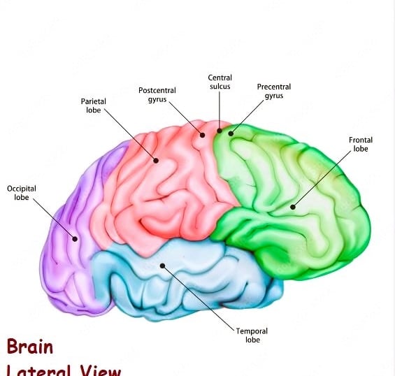 Human Brain