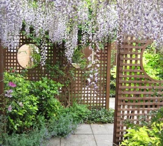 wisteria hanging from an archway with trellis